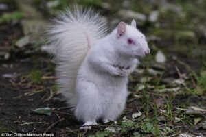 Rare albino squirrel is photographed 58e4c18c303b1 605