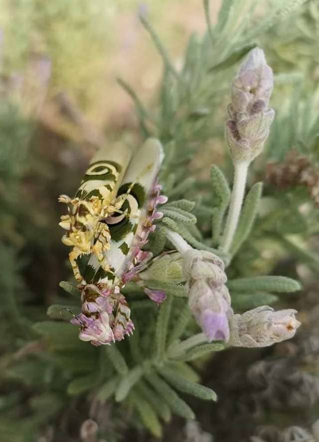 Woman Finds An Incredible Bug That Looks Like A Lavender And White Orchid3 1