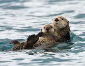 21 Unforgettably Sweet Pictures Between Wild Animals And Their Babies ...
